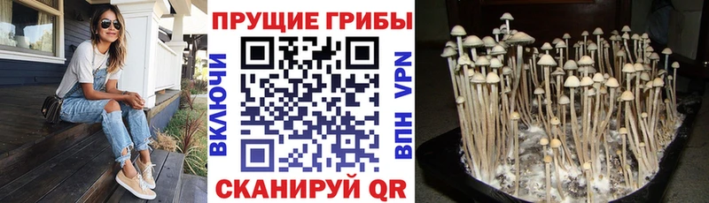 Псилоцибиновые грибы Psilocybine cubensis  где купить наркотик  Котельниково 